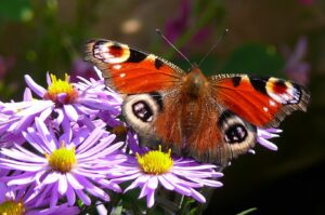 Spätblüher für Balkon und Garten