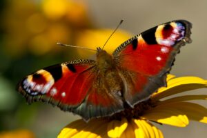 Den Garten insektenfreundlich gestalten
