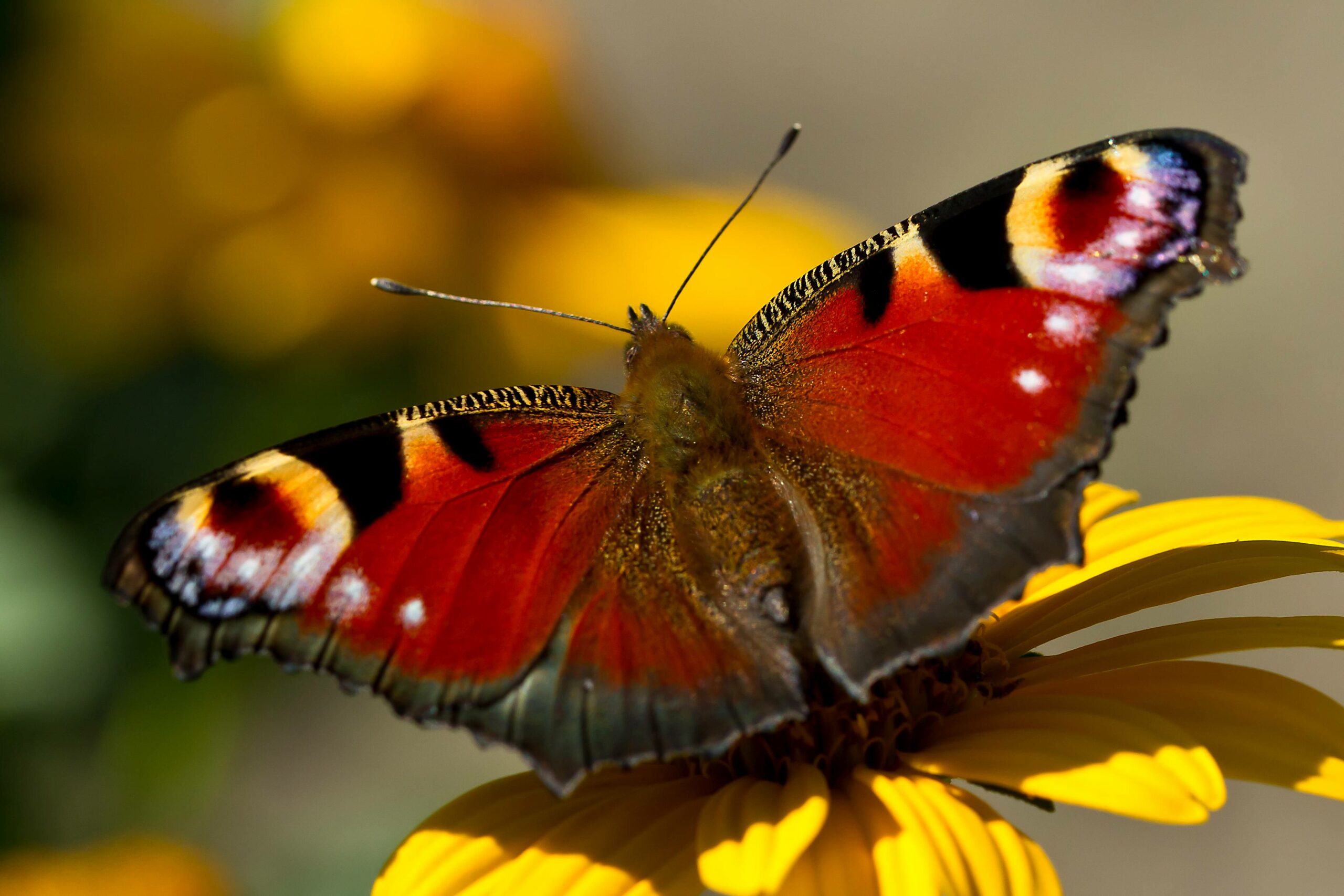 Den Garten insektenfreundlich gestalten