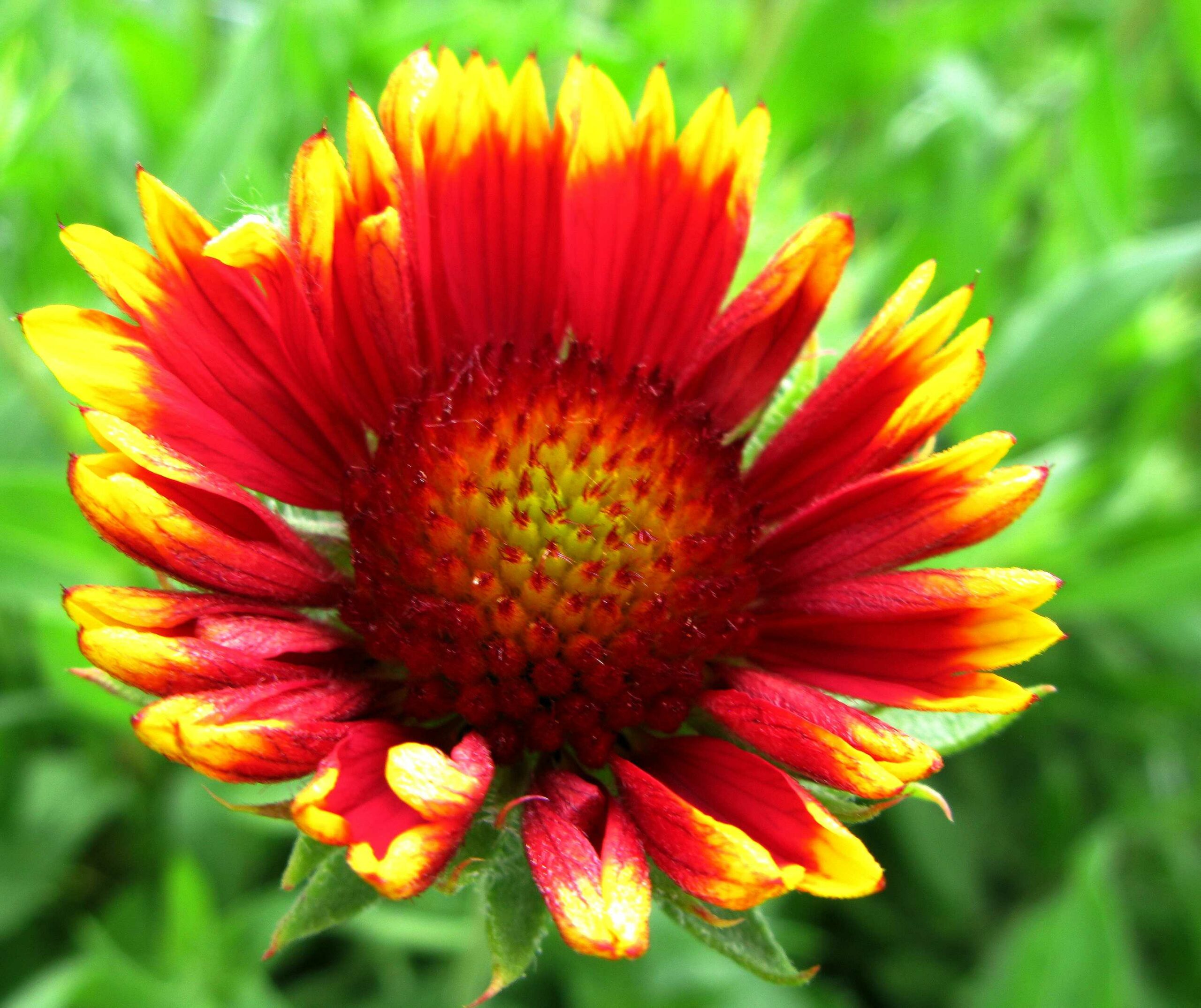 Mdchenauge (Coreopsis): Pflege, Schnitt & Standort
