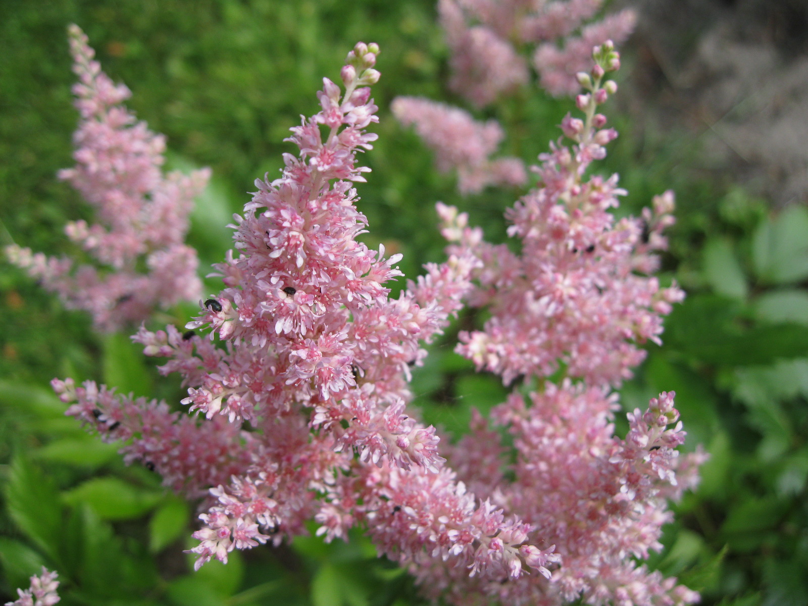 Astilbe – Prachtspiere