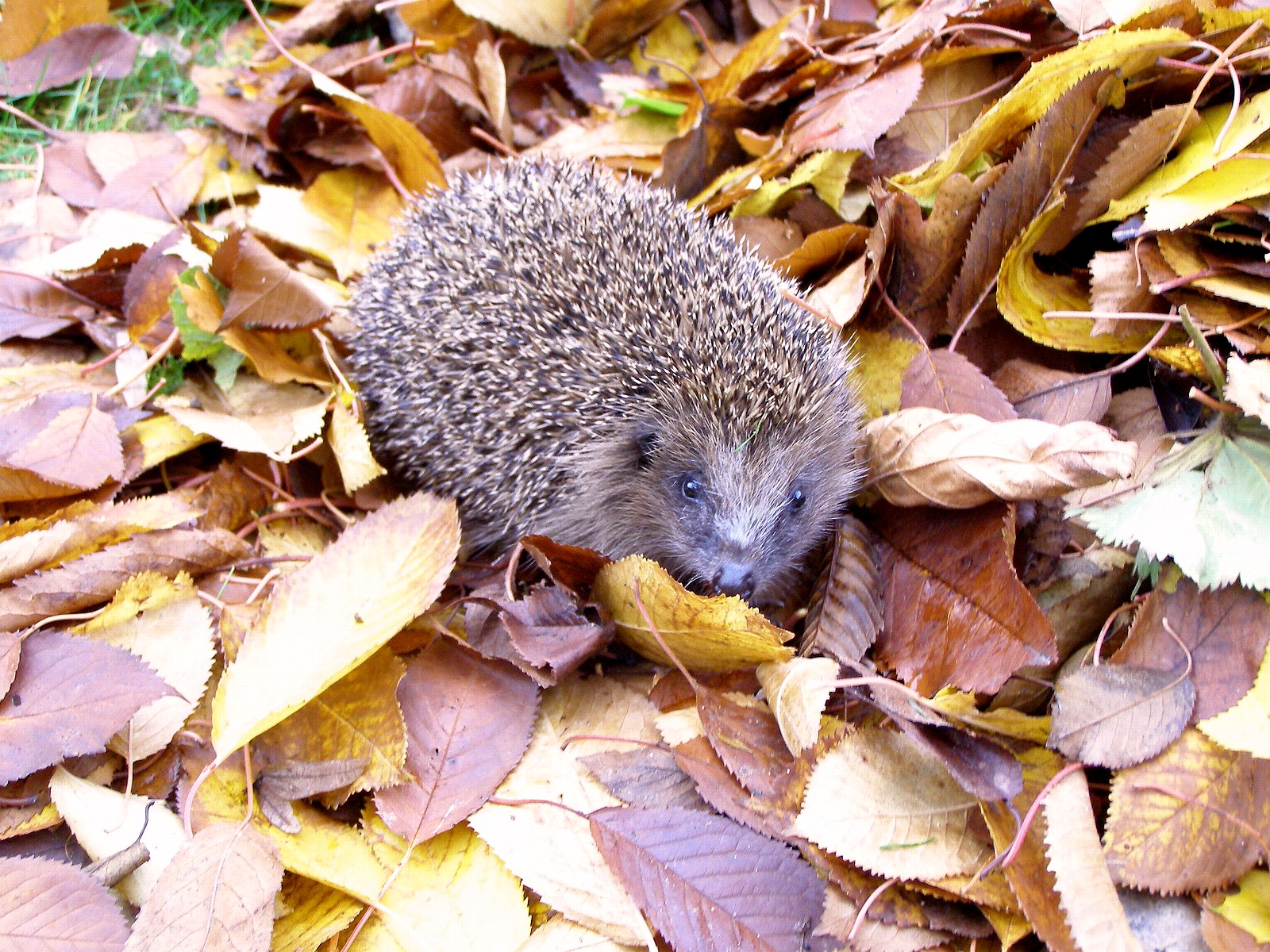 Gartenarbeiten im Herbst