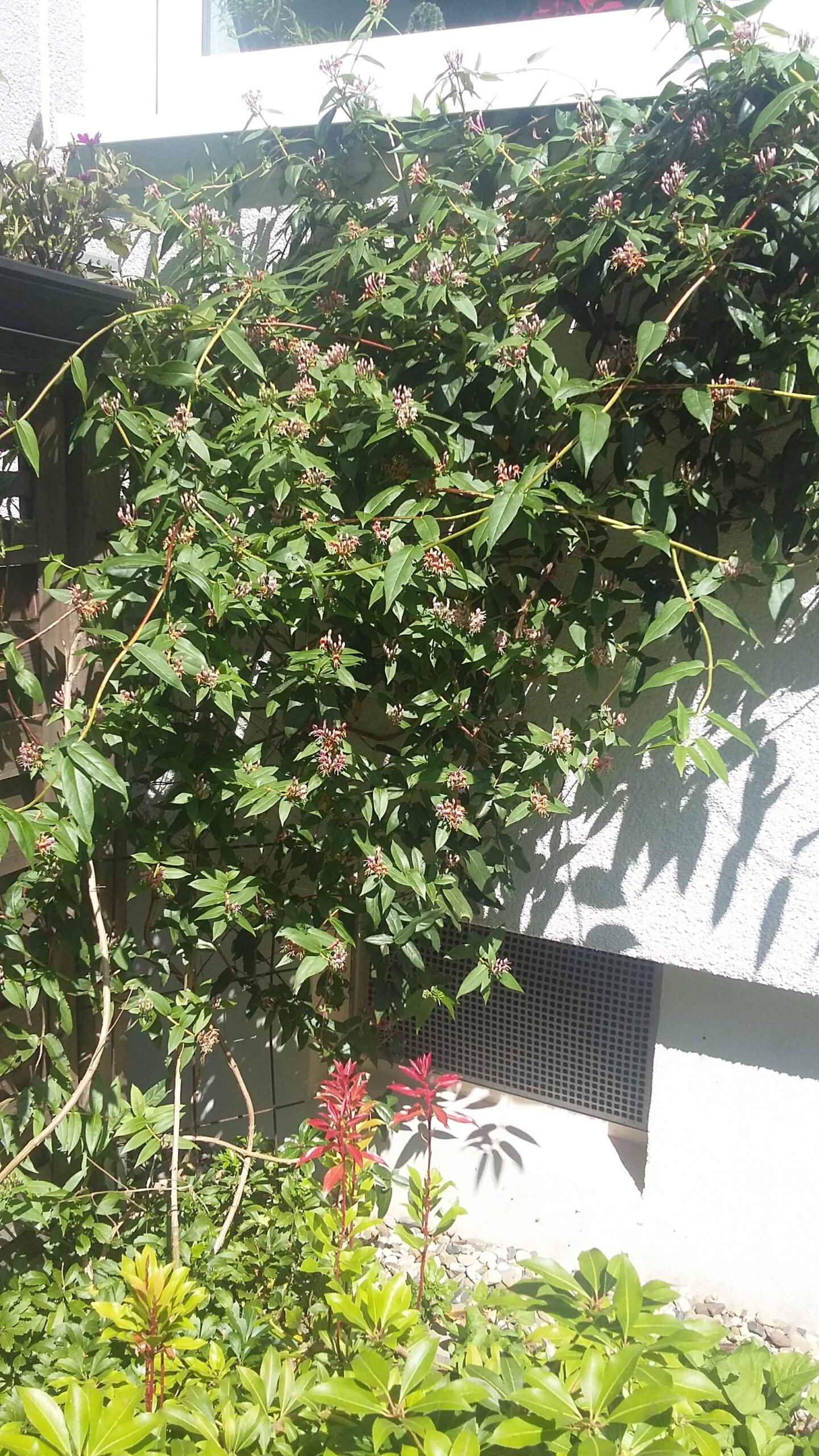 Immergrnes Geiblatt (Lonicera henryi): Pflege & Schnitt