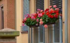 Balkonblumen mit langer Blütezeit