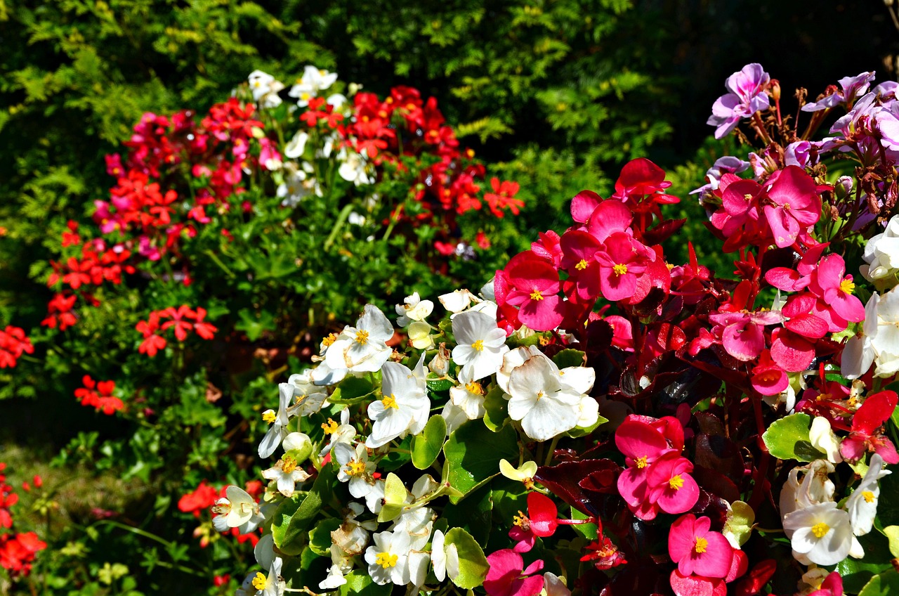 Balkonblumen für weniger sonnige Balkone