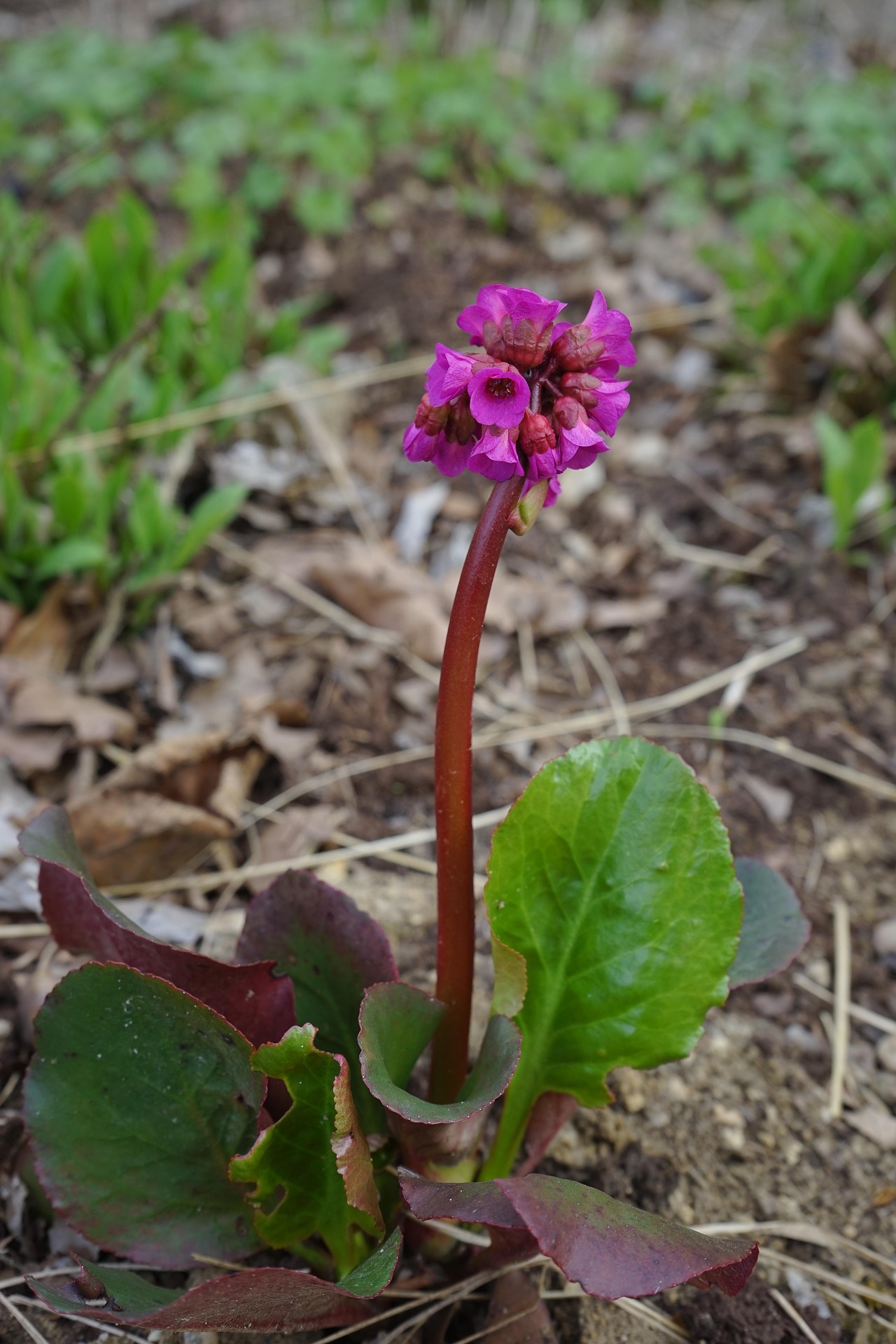 Bergenie (Bergenia): Pflege, Standort & Schneiden