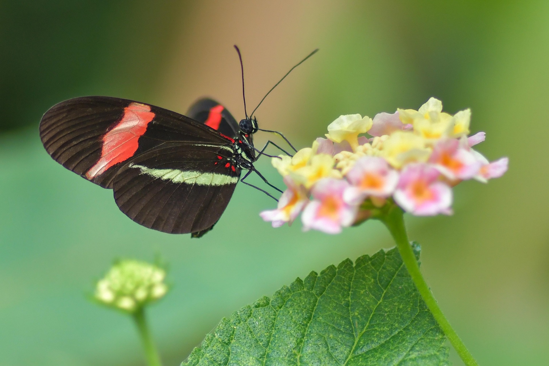 Insektenfreundliche Spätblüher