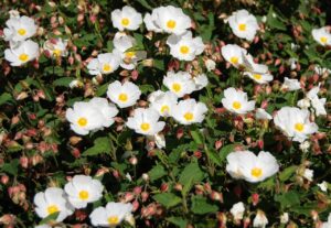 Winterblüher für den Garten