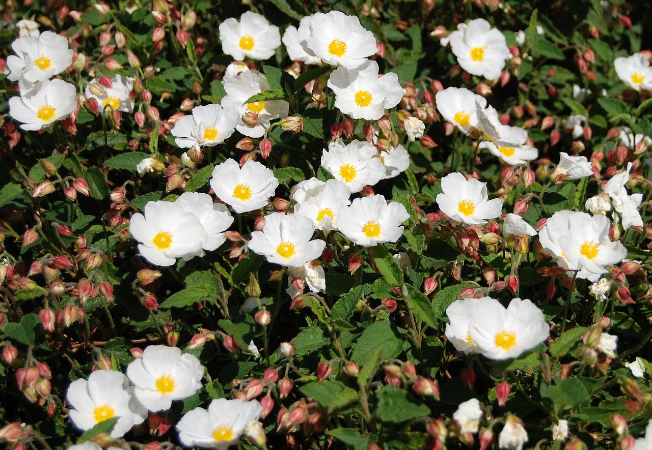 Winterblüher für den Garten
