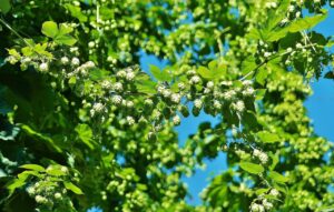 Hopfen