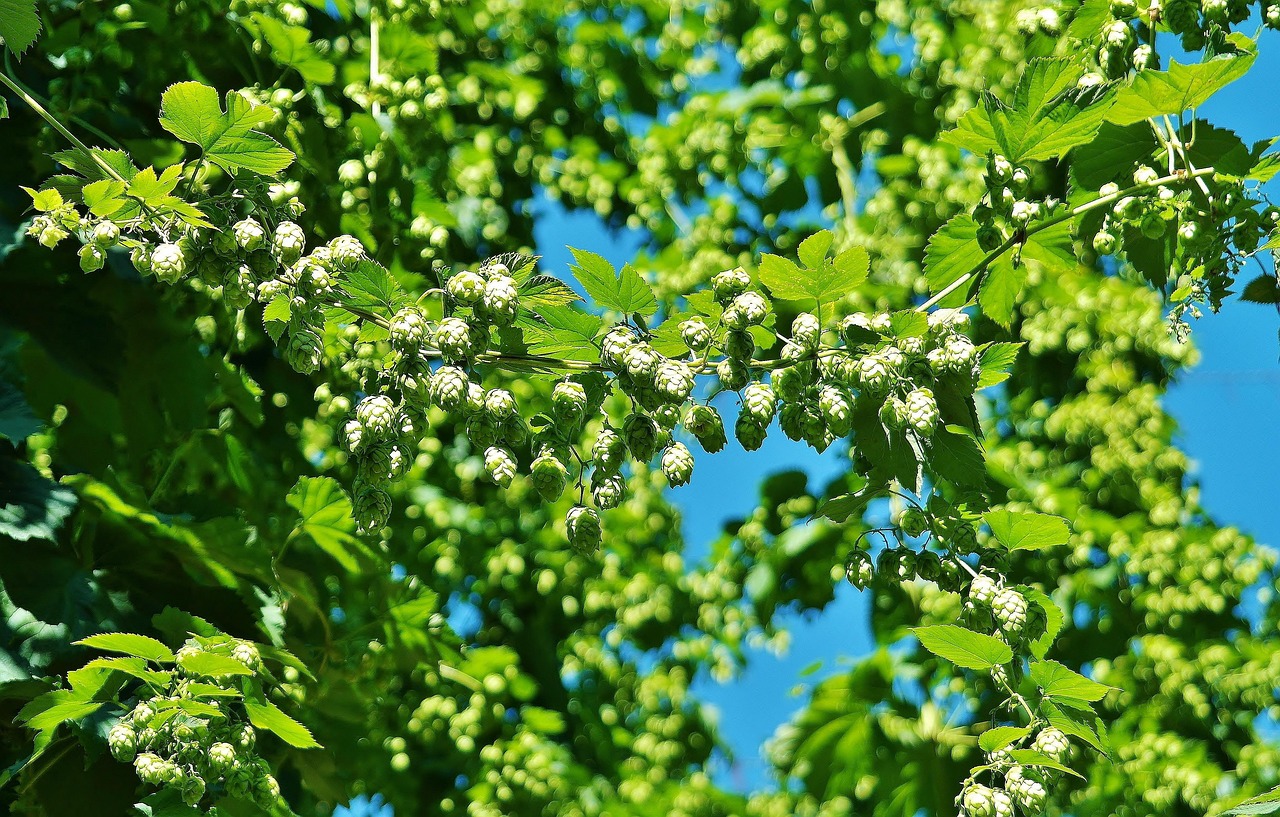 Hopfen
