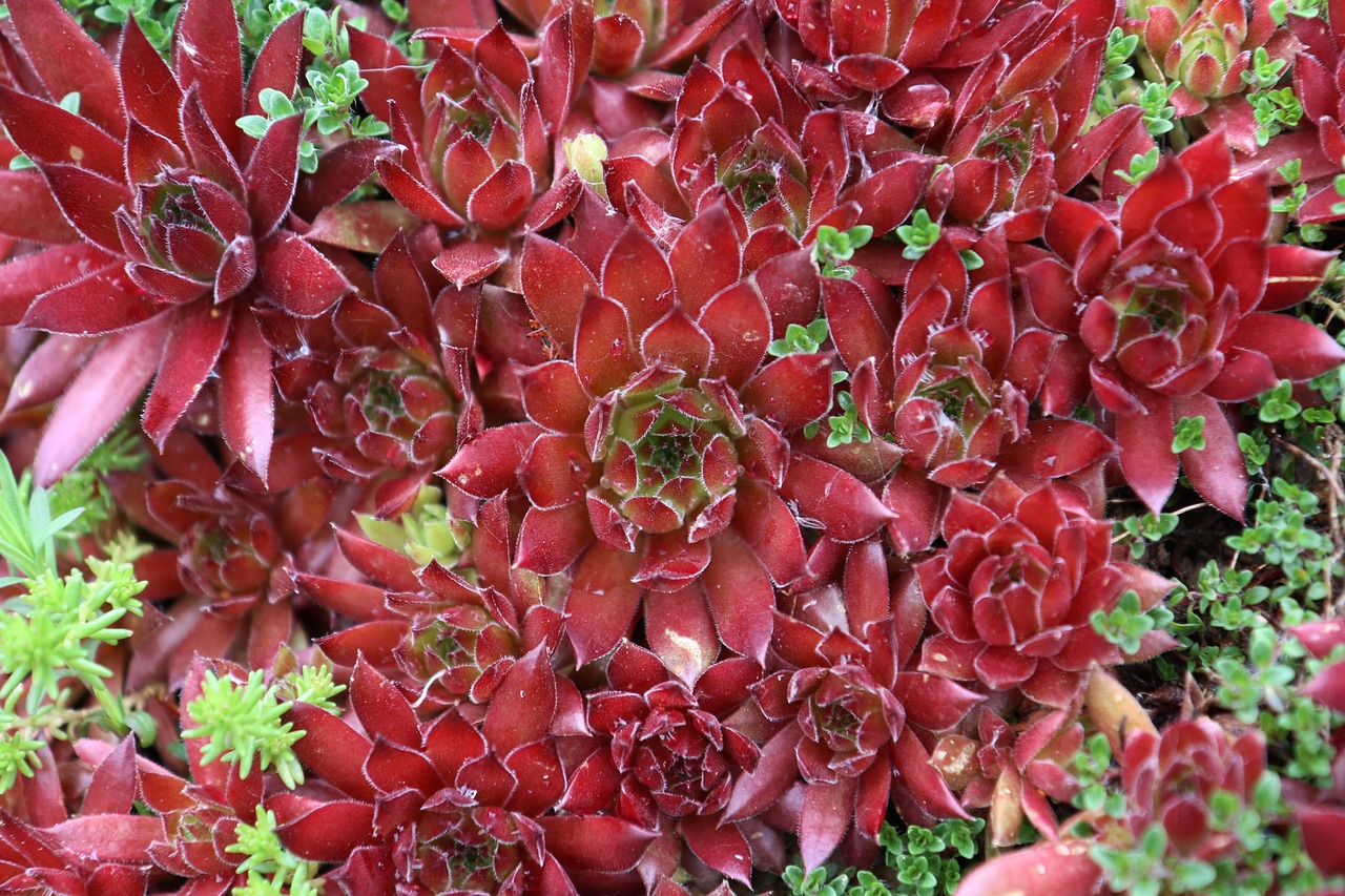 Sedum –  Mauerpfeffer – Fetthenne