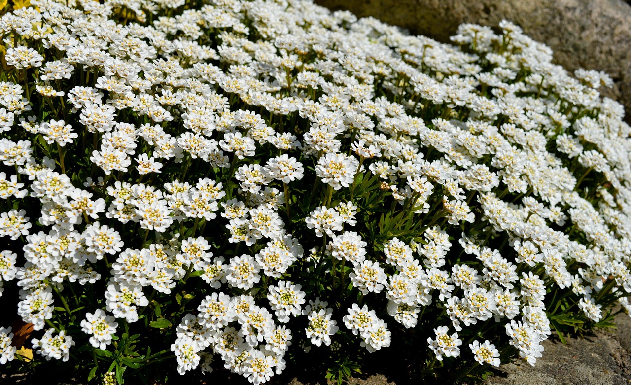 Schleifenblume, immergrüne