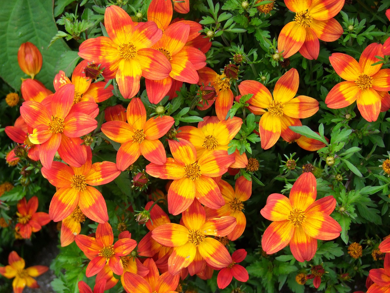 Bidens – Goldmarie – Zweizahn