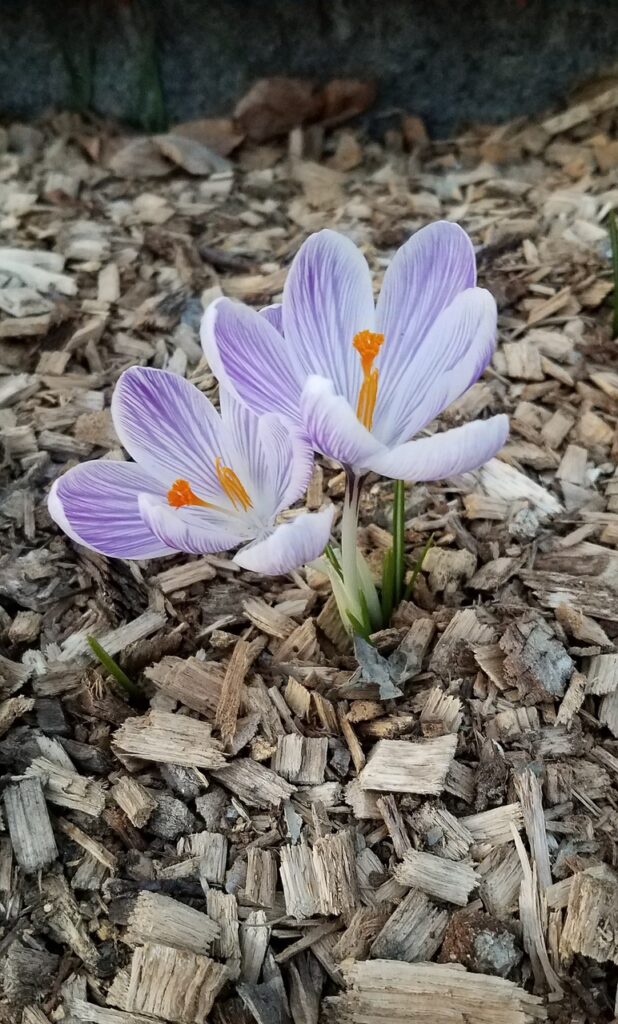 Krokus sprießt aus einer Schicht Rindenmulch.
