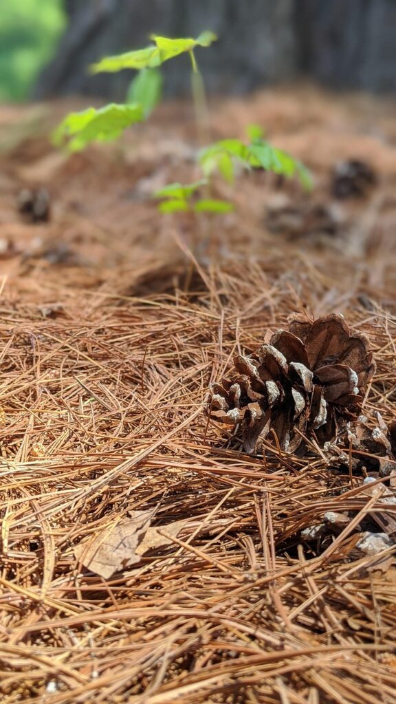 Waldboden mit Zapfen