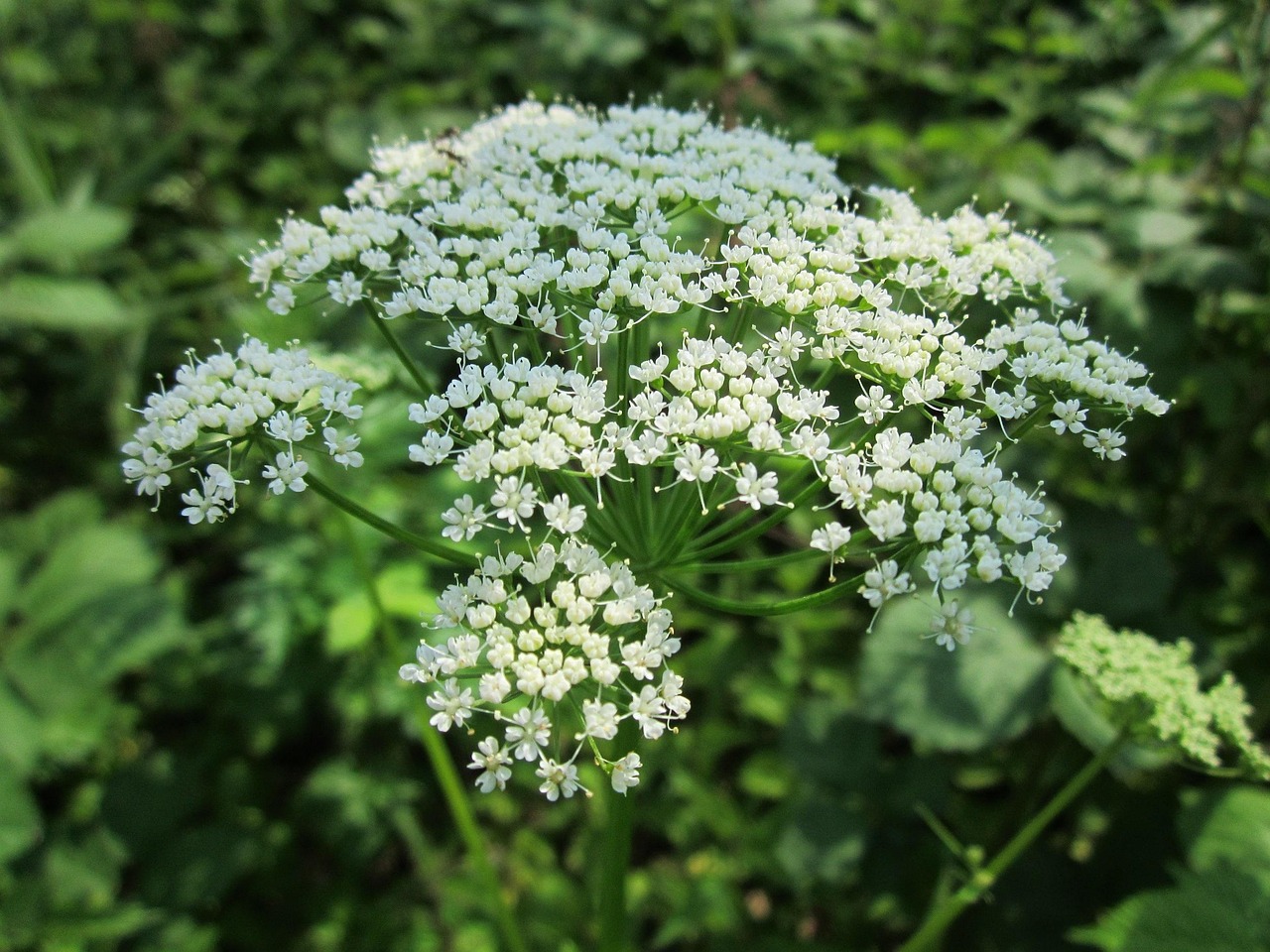 Blüte des Giersch