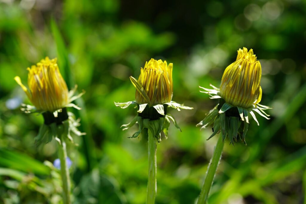 Knospen des Löwenzahn