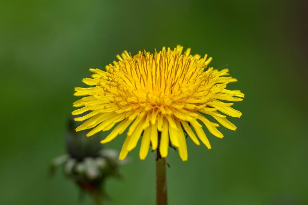 Blüte des Löwenzahn