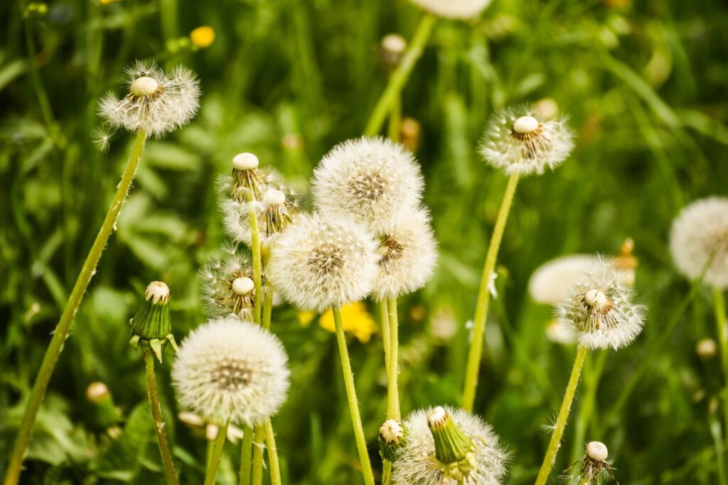 Löwenzahnblüte/ Pusteblume