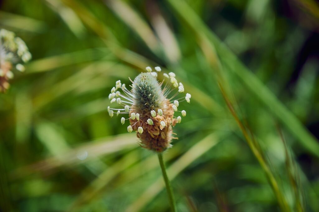 Blüte des Wegerich