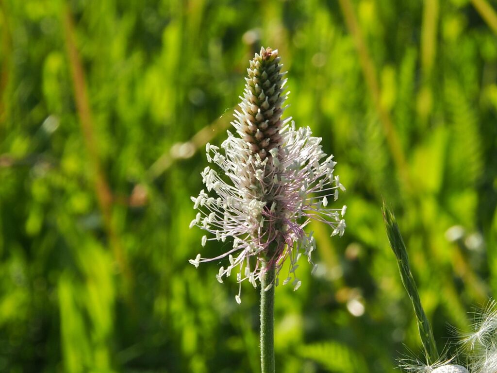 Blüte des Wegerich
