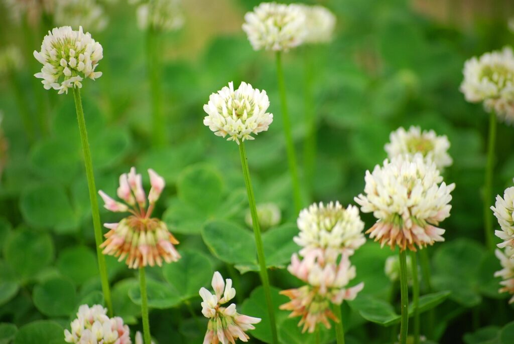 Blüten des Weißklee