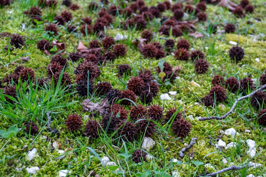 Kastanien auf dem Gras